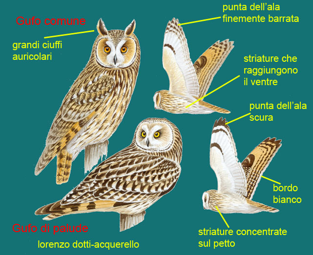 gufo comune e gufo di palude-disegni